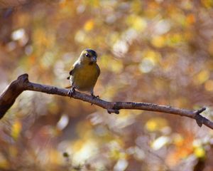 Preview wallpaper bird, branch, bokeh