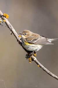 Preview wallpaper bird, branch, brown, wildlife