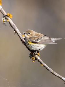 Preview wallpaper bird, branch, brown, wildlife