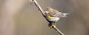 Preview wallpaper bird, branch, brown, wildlife