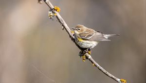 Preview wallpaper bird, branch, brown, wildlife