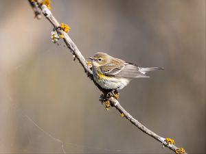 Preview wallpaper bird, branch, brown, wildlife