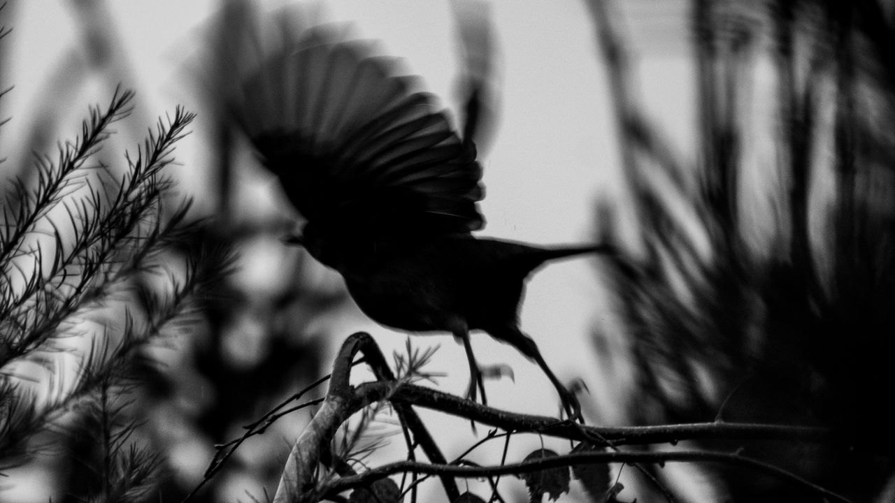 Wallpaper bird, branch, bw, silhouette, dark, flight