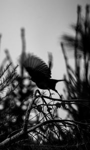 Preview wallpaper bird, branch, bw, silhouette, dark, flight