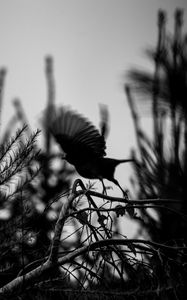 Preview wallpaper bird, branch, bw, silhouette, dark, flight