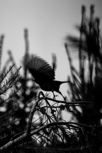 Preview wallpaper bird, branch, bw, silhouette, dark, flight