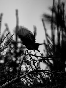 Preview wallpaper bird, branch, bw, silhouette, dark, flight
