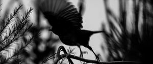 Preview wallpaper bird, branch, bw, silhouette, dark, flight