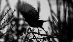 Preview wallpaper bird, branch, bw, silhouette, dark, flight