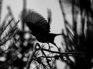 Preview wallpaper bird, branch, bw, silhouette, dark, flight