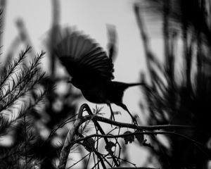 Preview wallpaper bird, branch, bw, silhouette, dark, flight