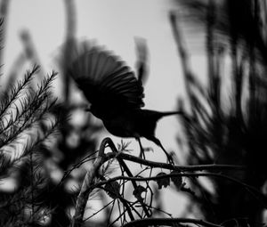 Preview wallpaper bird, branch, bw, silhouette, dark, flight