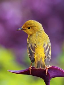 Preview wallpaper bird, branch, color, sit, pretty