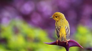 Preview wallpaper bird, branch, color, sit, pretty