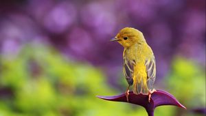 Preview wallpaper bird, branch, color, sit, pretty