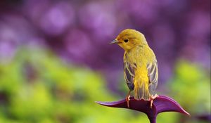 Preview wallpaper bird, branch, color, sit, pretty