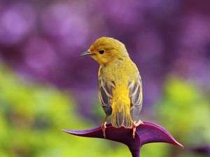 Preview wallpaper bird, branch, color, sit, pretty