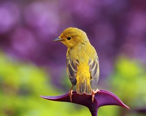 Preview wallpaper bird, branch, color, sit, pretty