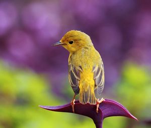 Preview wallpaper bird, branch, color, sit, pretty