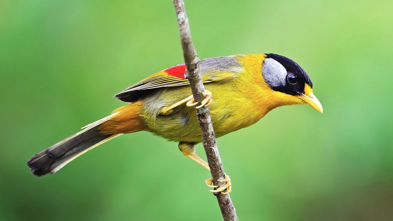 Wallpaper bird, branch, color, sitting