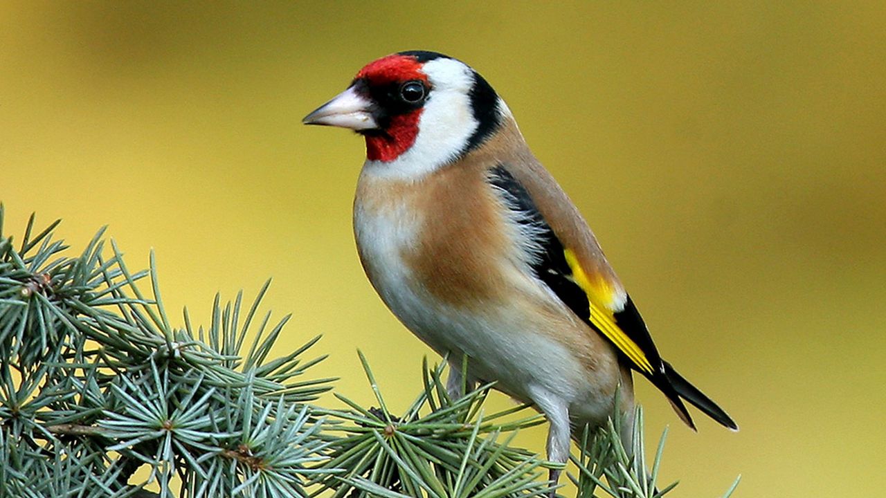 Wallpaper bird, branch, color, striped, bright, sit