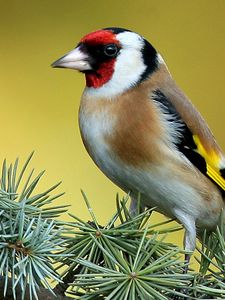 Preview wallpaper bird, branch, color, striped, bright, sit