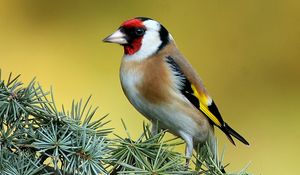 Preview wallpaper bird, branch, color, striped, bright, sit