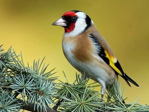 Preview wallpaper bird, branch, color, striped, bright, sit