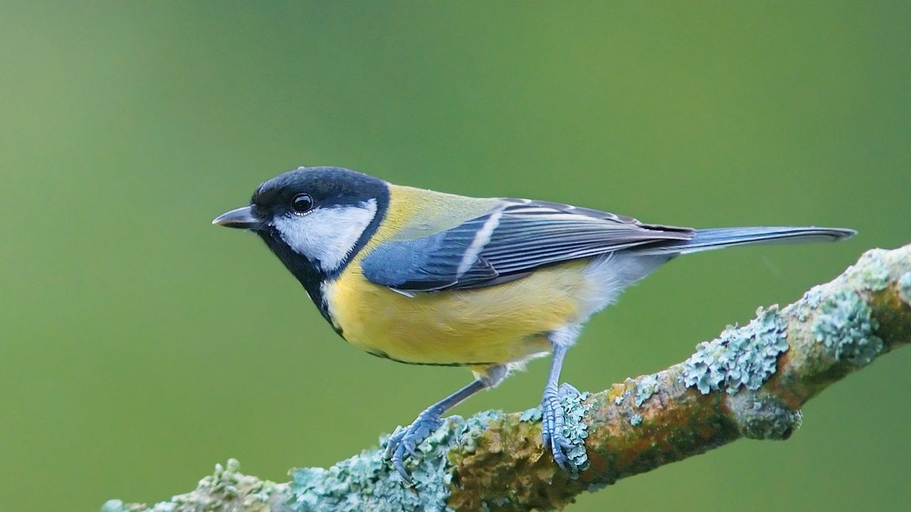Wallpaper bird, branch, color, sitting