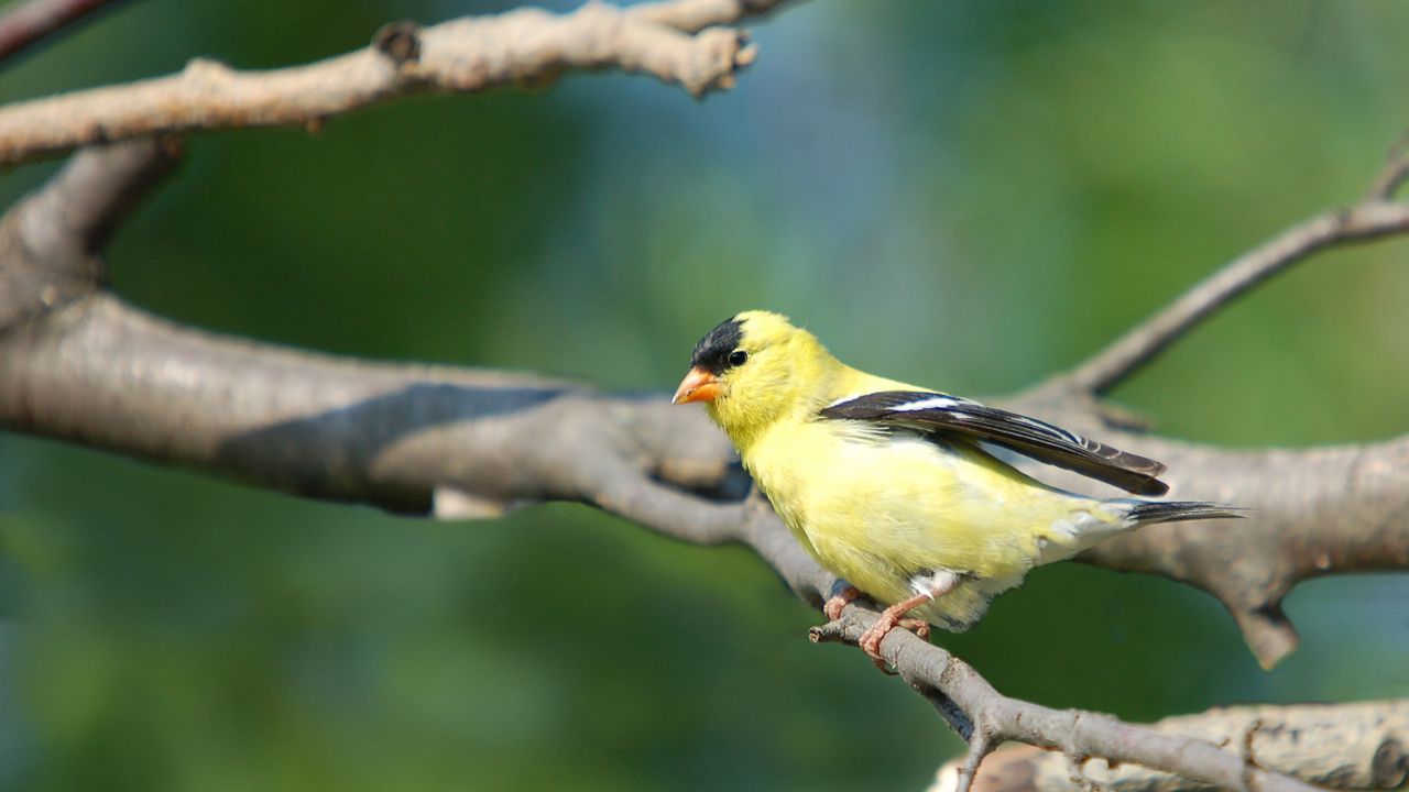 Wallpaper bird, branch, color