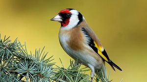 birds hd videos 1080p birds hd videos 1080p