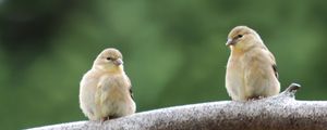 Preview wallpaper bird, branch, couple