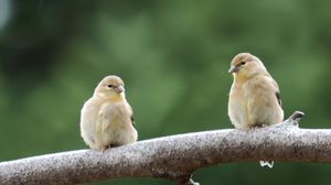 Preview wallpaper bird, branch, couple