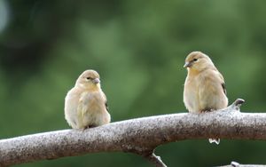 Preview wallpaper bird, branch, couple