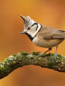 Preview wallpaper bird, branch, crest, sit