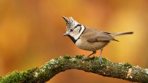 Preview wallpaper bird, branch, crest, sit