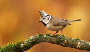 Preview wallpaper bird, branch, crest, sit