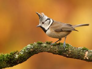 Preview wallpaper bird, branch, crest, sit