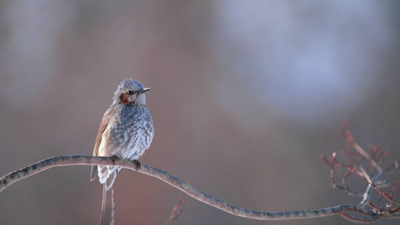 Wallpaper bird, branch, crest