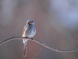 Preview wallpaper bird, branch, crest