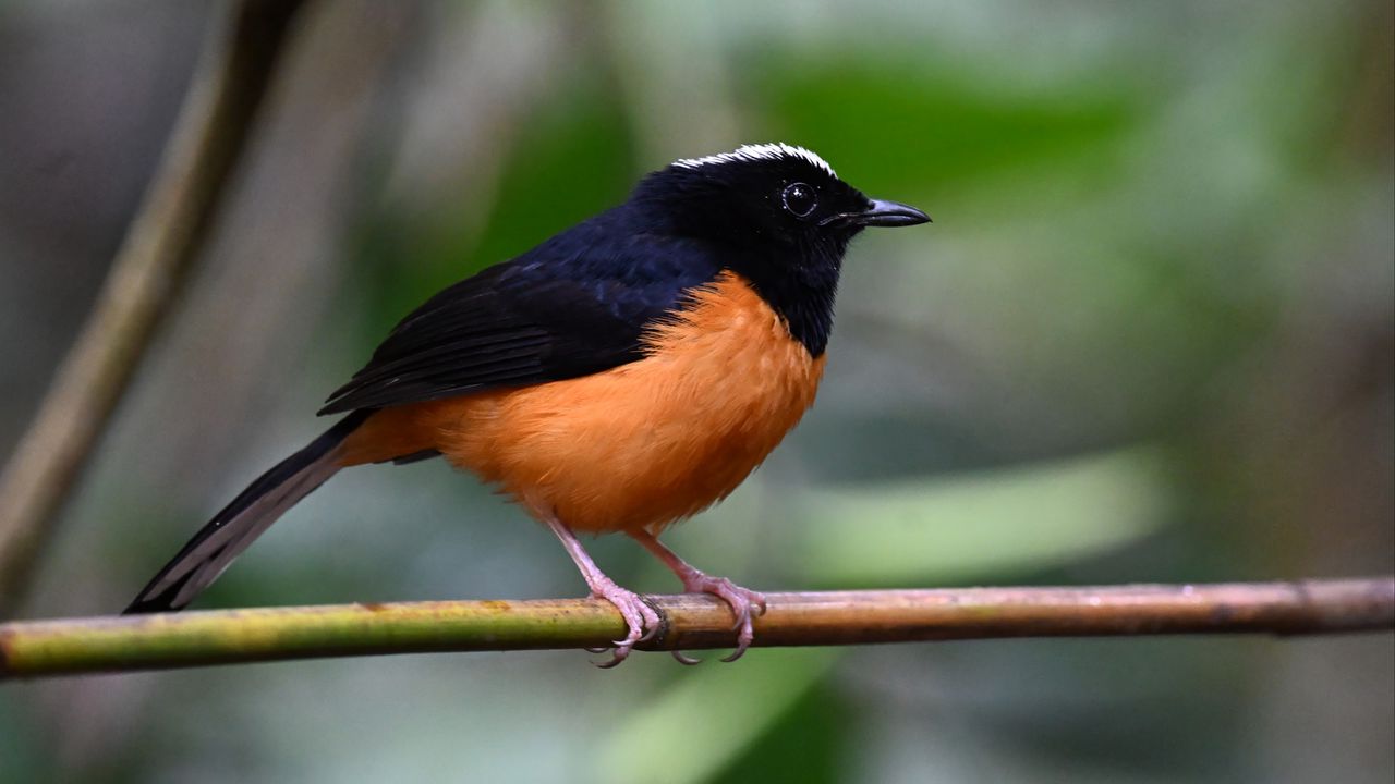 Wallpaper bird, branch, feathers, small, blur