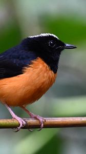 Preview wallpaper bird, branch, feathers, small, blur