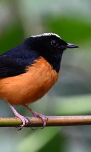 Preview wallpaper bird, branch, feathers, small, blur