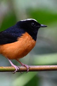 Preview wallpaper bird, branch, feathers, small, blur
