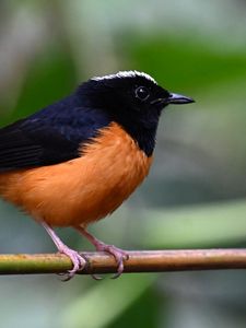 Preview wallpaper bird, branch, feathers, small, blur