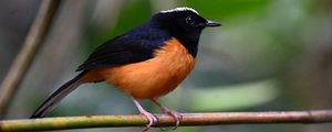 Preview wallpaper bird, branch, feathers, small, blur