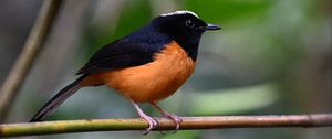 Preview wallpaper bird, branch, feathers, small, blur