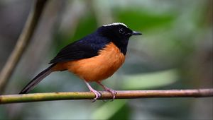 Preview wallpaper bird, branch, feathers, small, blur