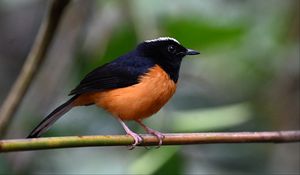 Preview wallpaper bird, branch, feathers, small, blur