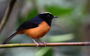 Preview wallpaper bird, branch, feathers, small, blur